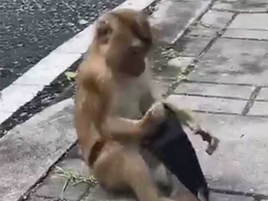 Video: Monyet pun tahu patuh SOP pakai pelitup muka