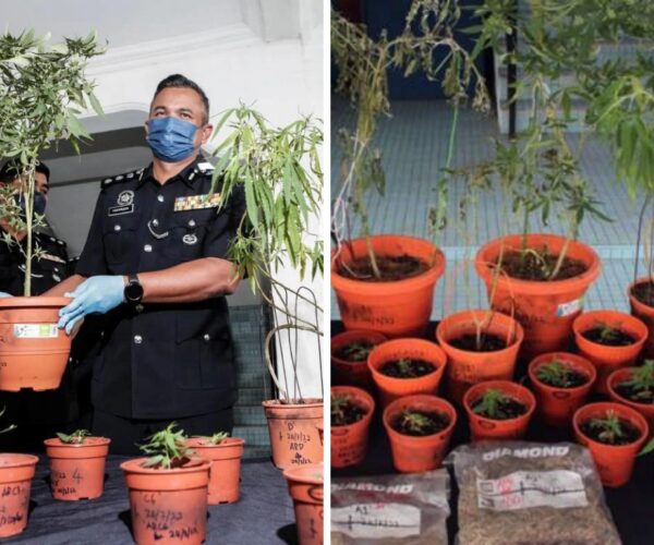 Penyanyi nasyid direman tanam ganja di rumah