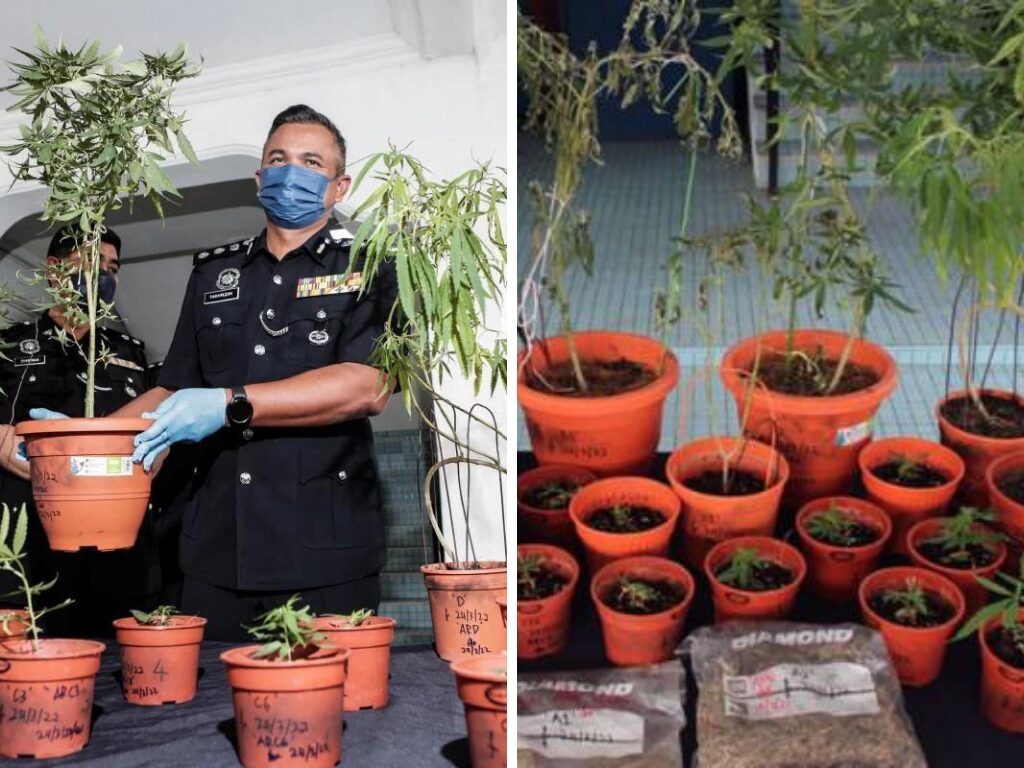 Penyanyi nasyid direman tanam ganja di rumah