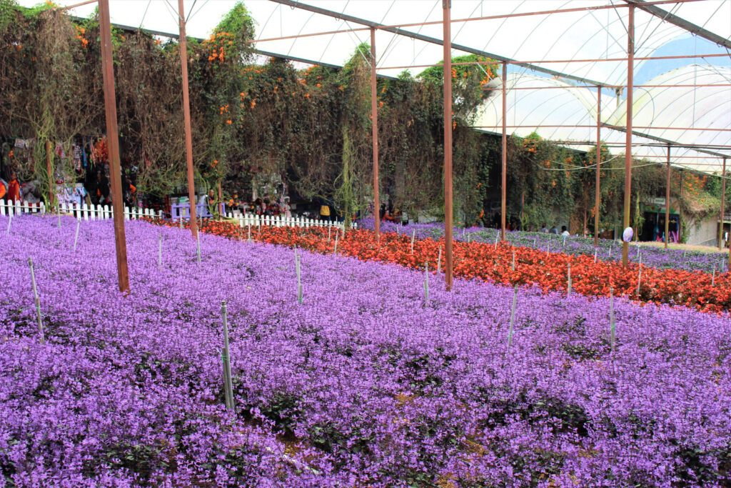 lavender garden 7