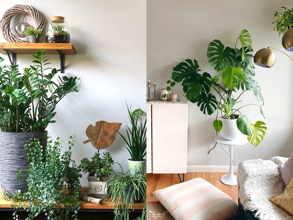 6 Jenis tumbuhan ‘indoor’ dan manfaatnya