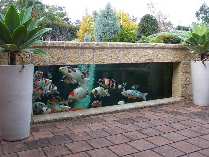 koi pond in wall